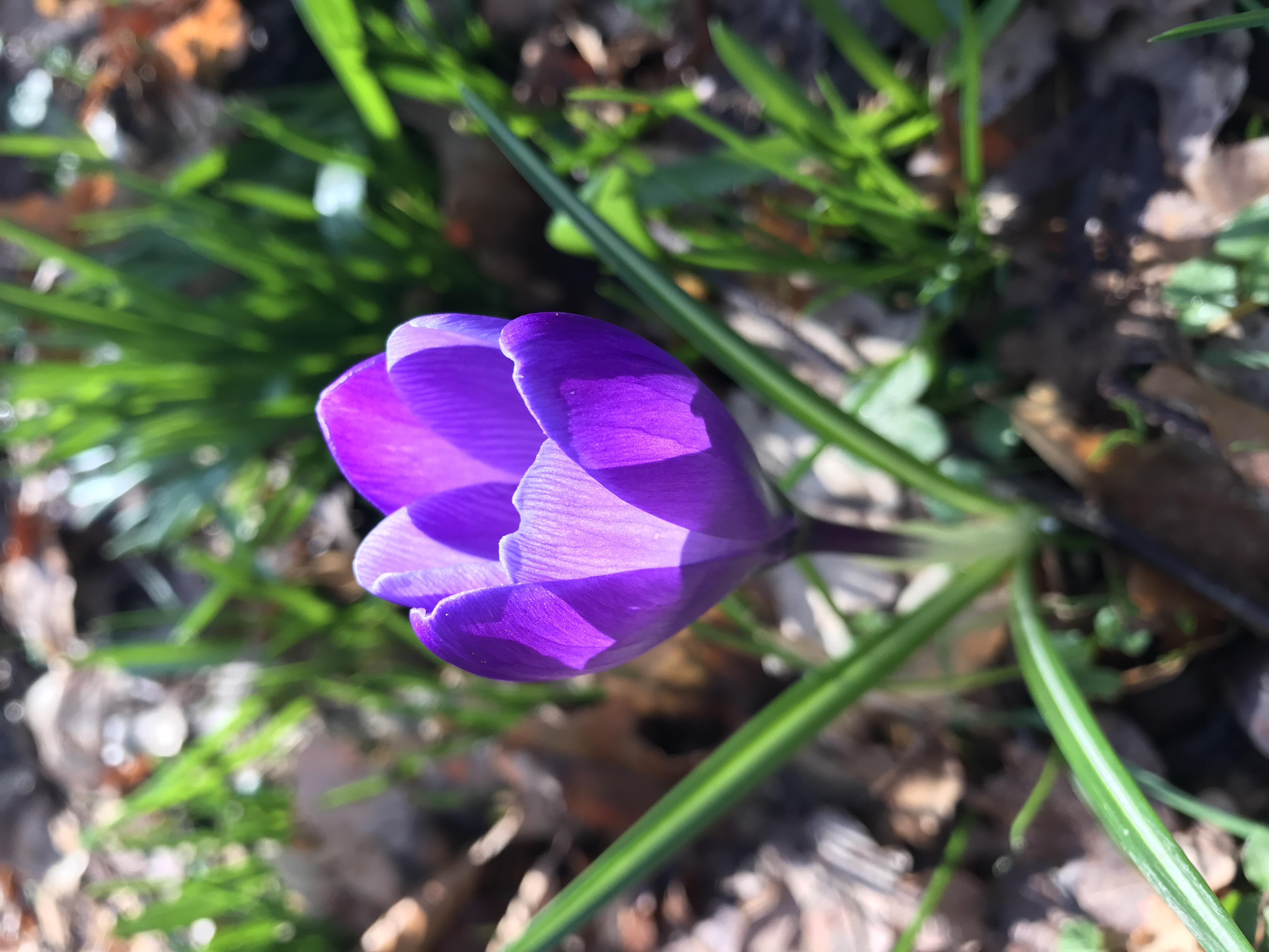 Purple flower