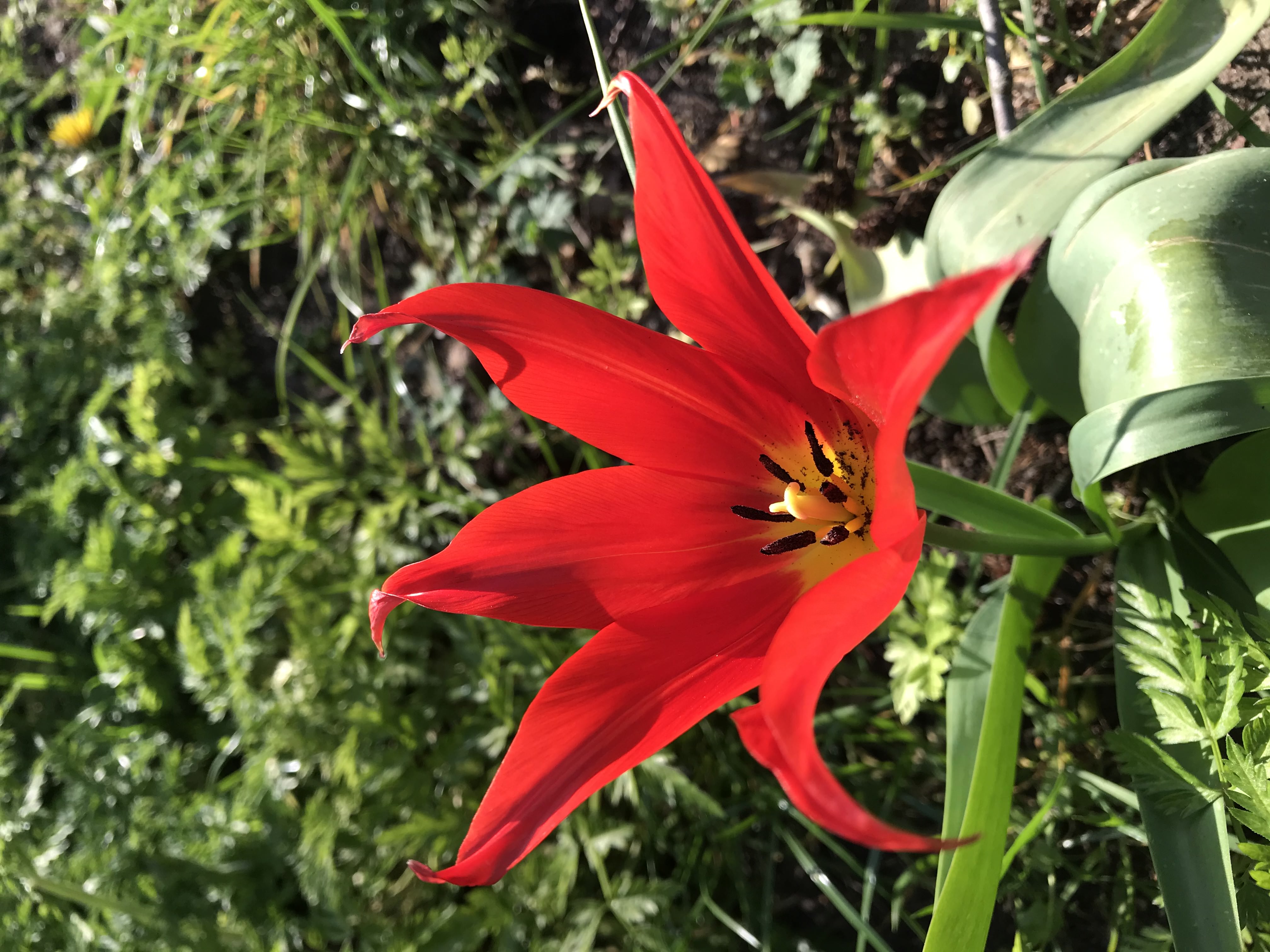 Bright red flower