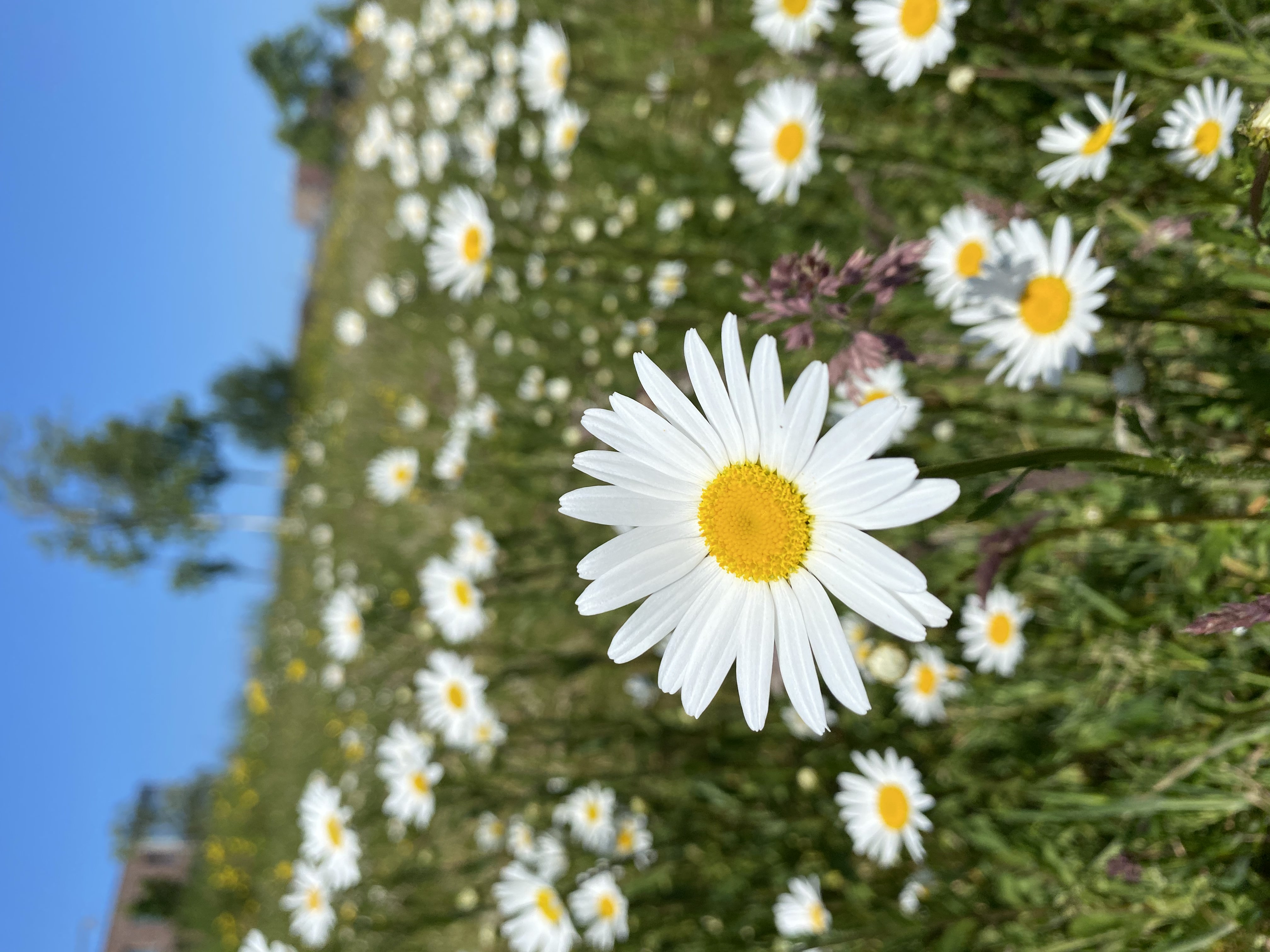 White flower in field