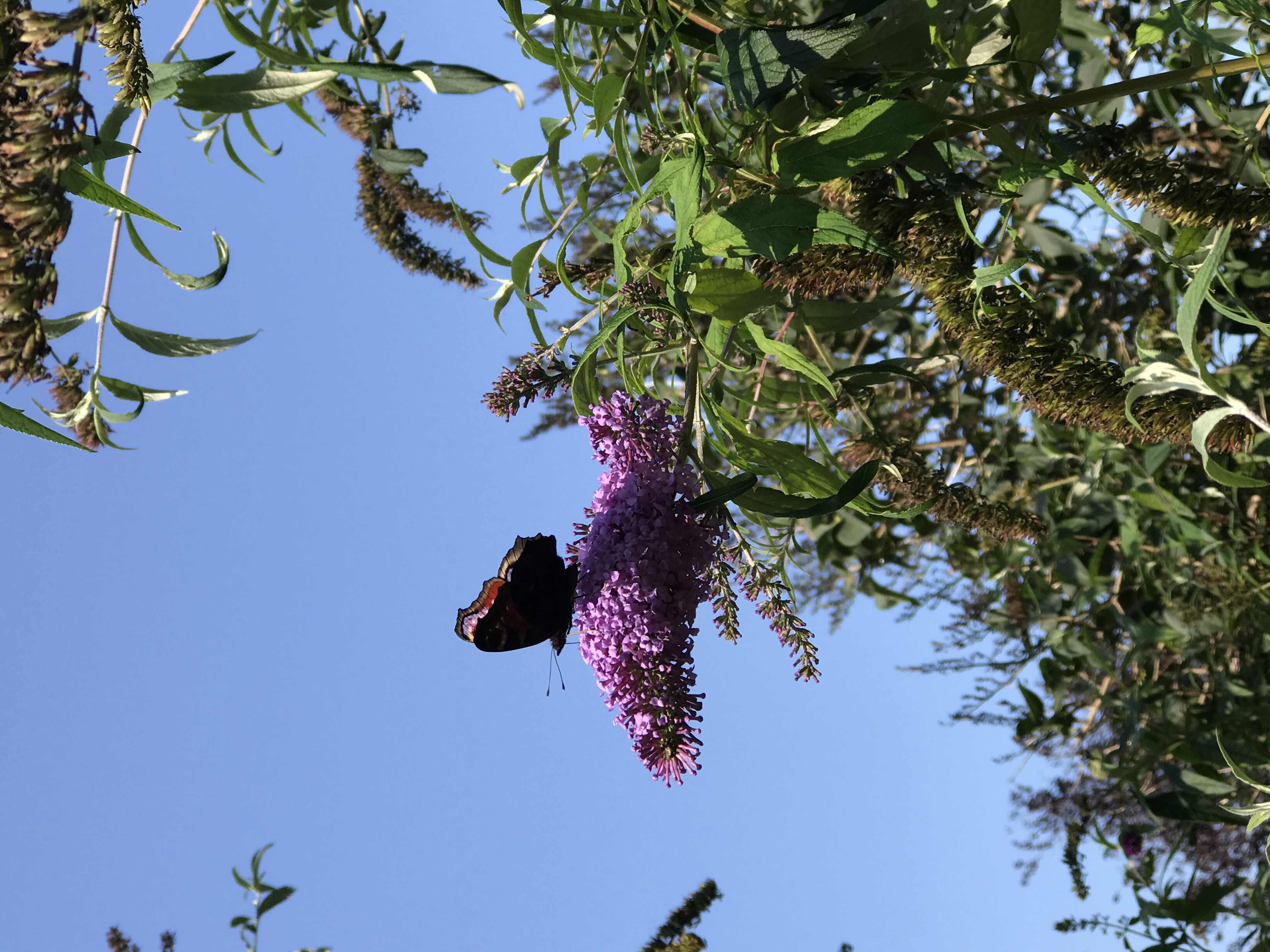 Peacock butterfly on a flower