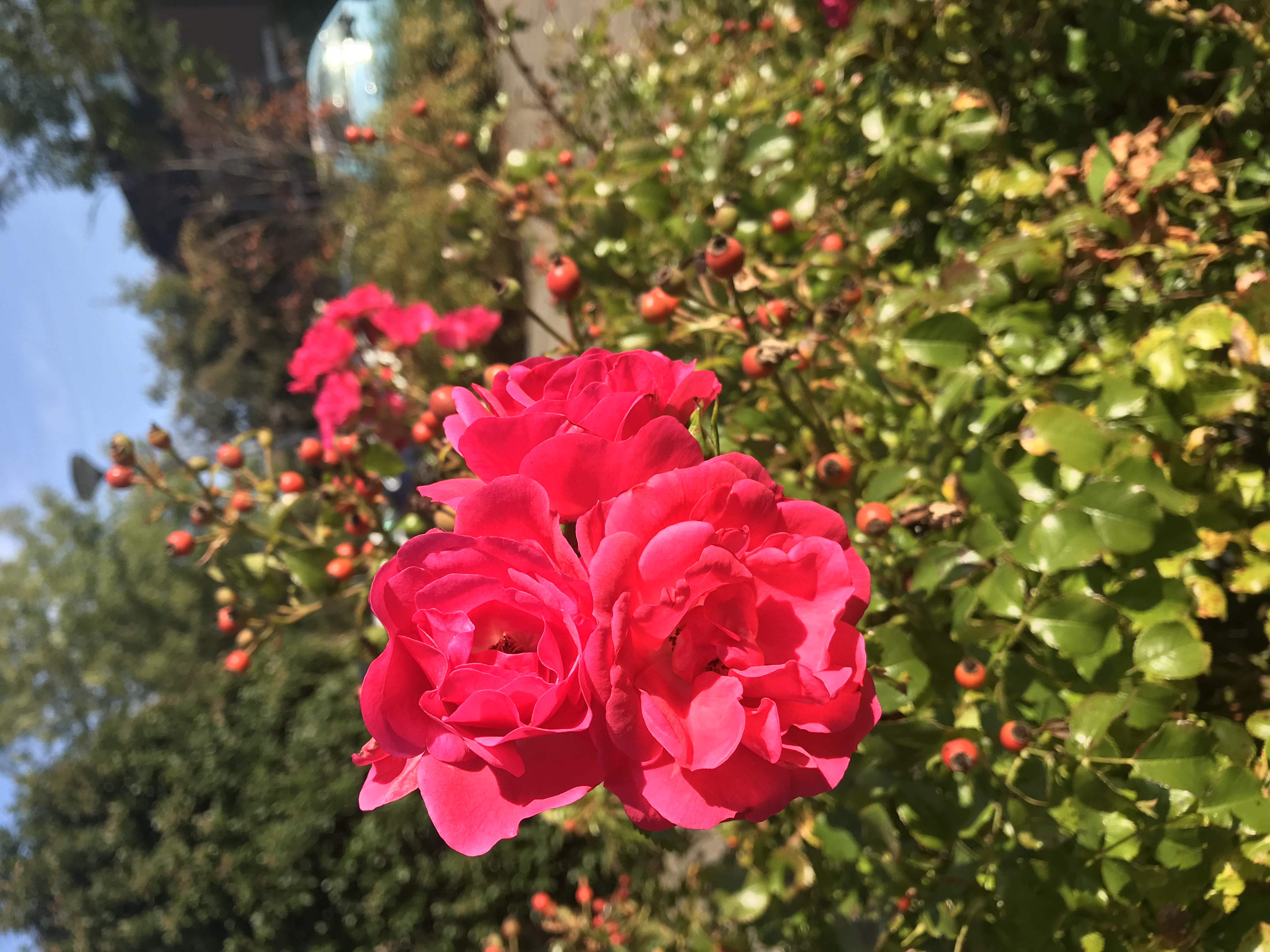 Pink flowers