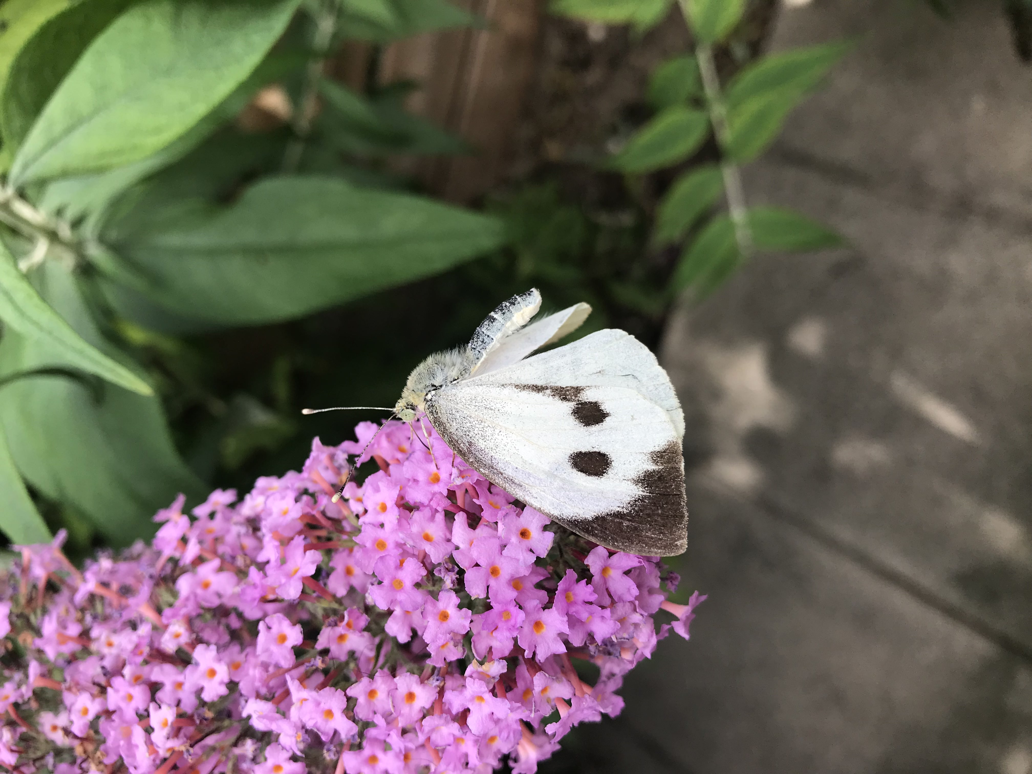 White butterfly on a pink flower