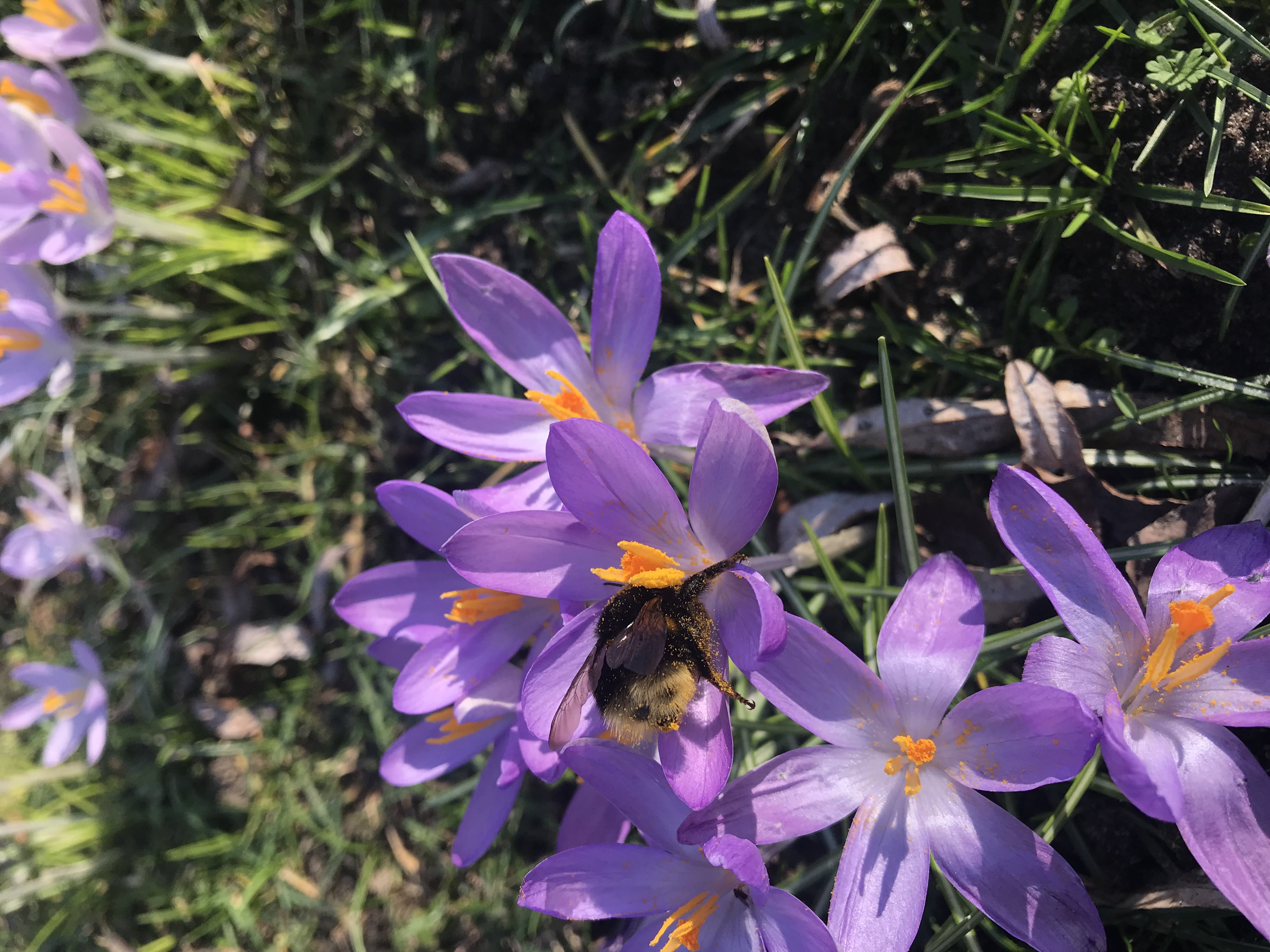 Bee on a small, purple flower