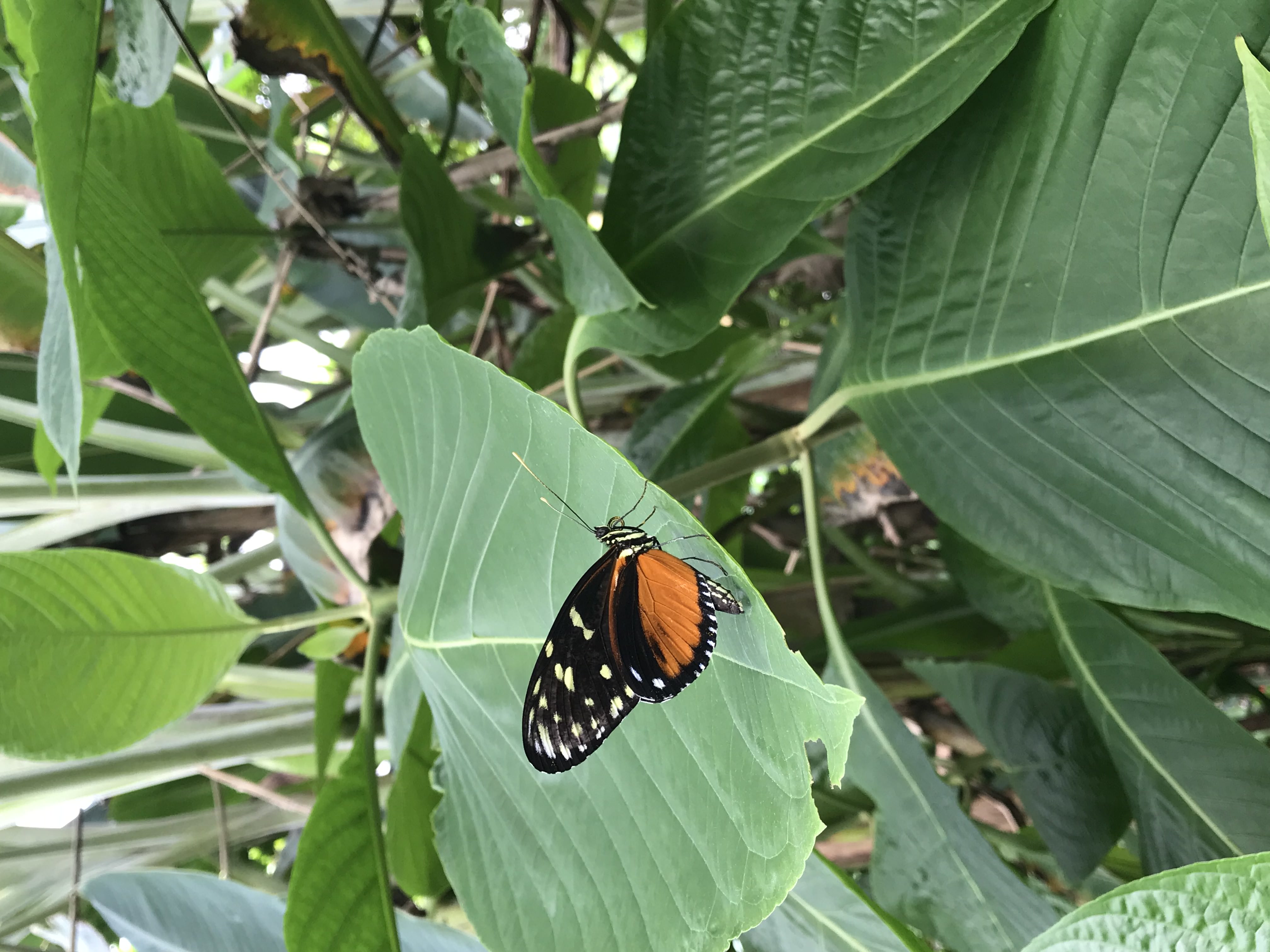 Butterfly on a leaf