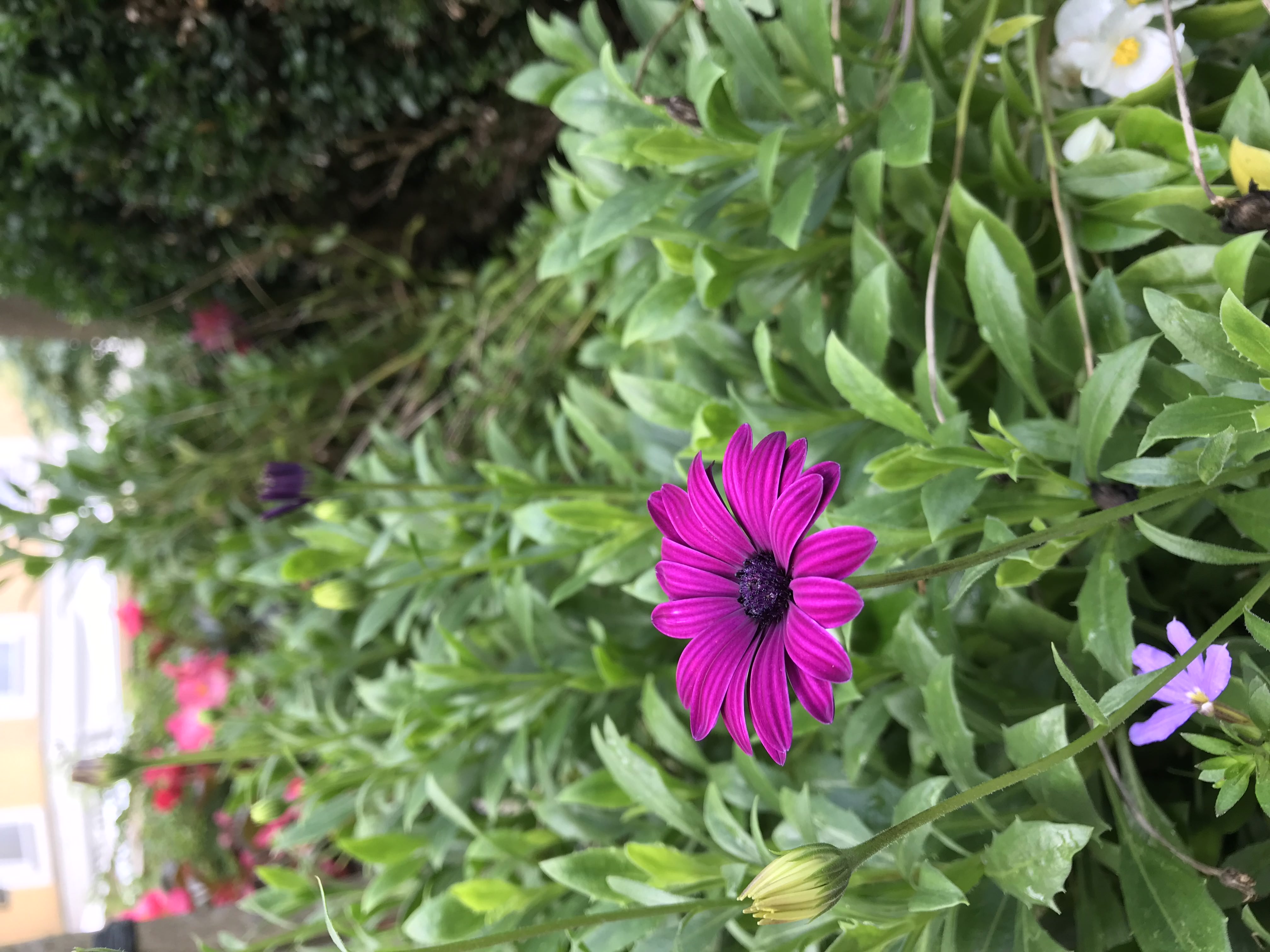 Bright purple flower