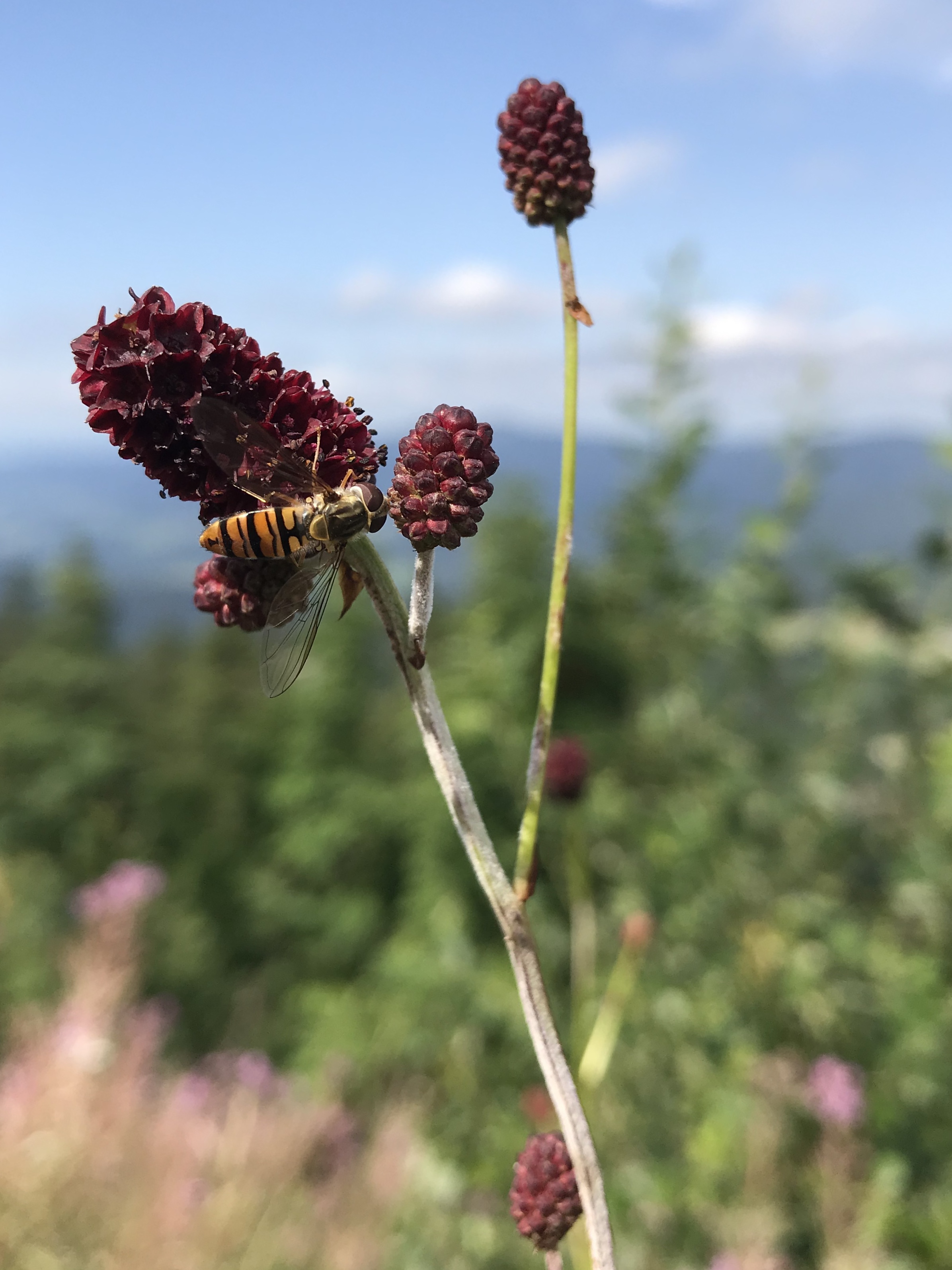 Wasp on a brownish flower