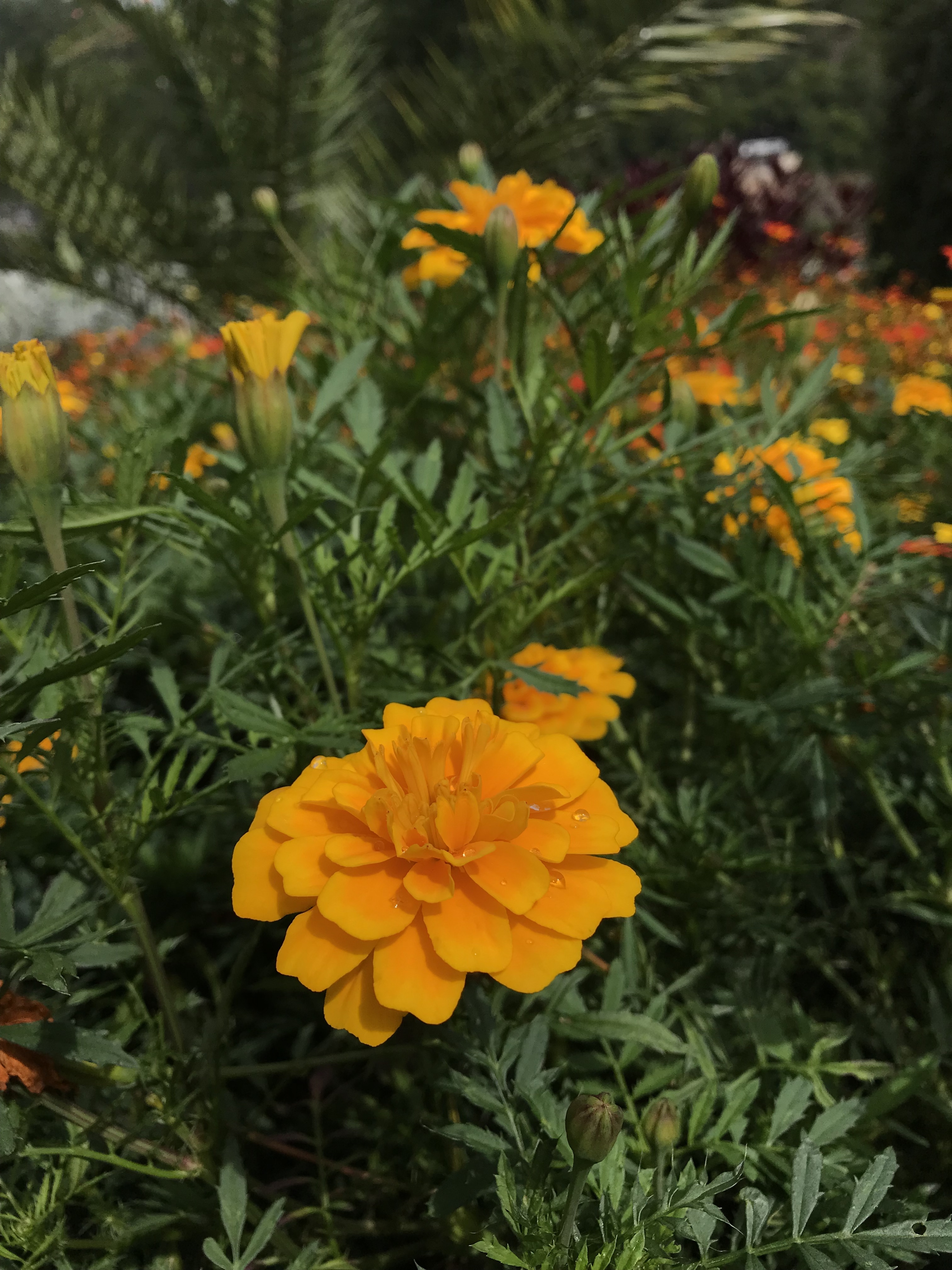 Orange flower with droplets