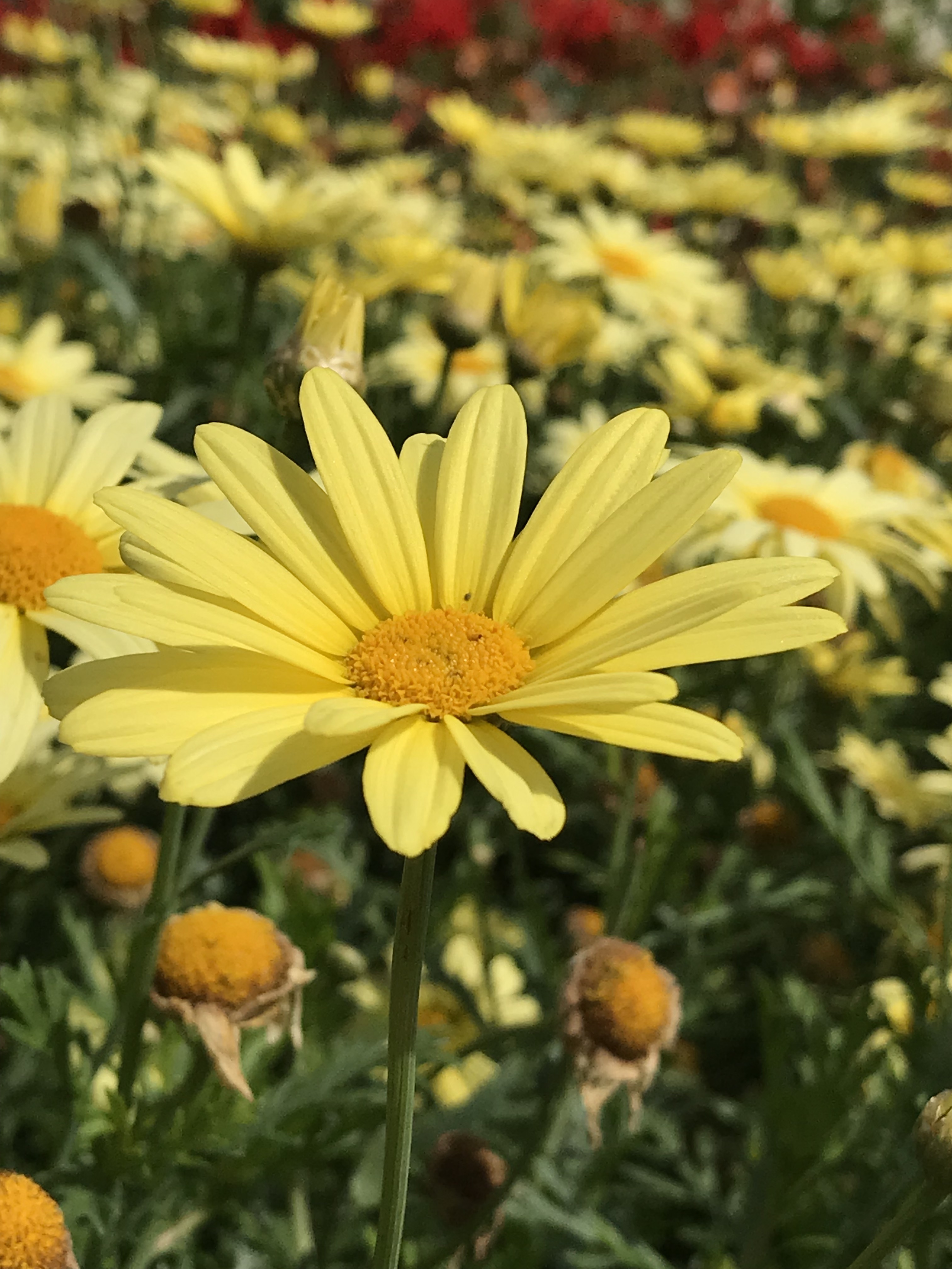 Yellow flower