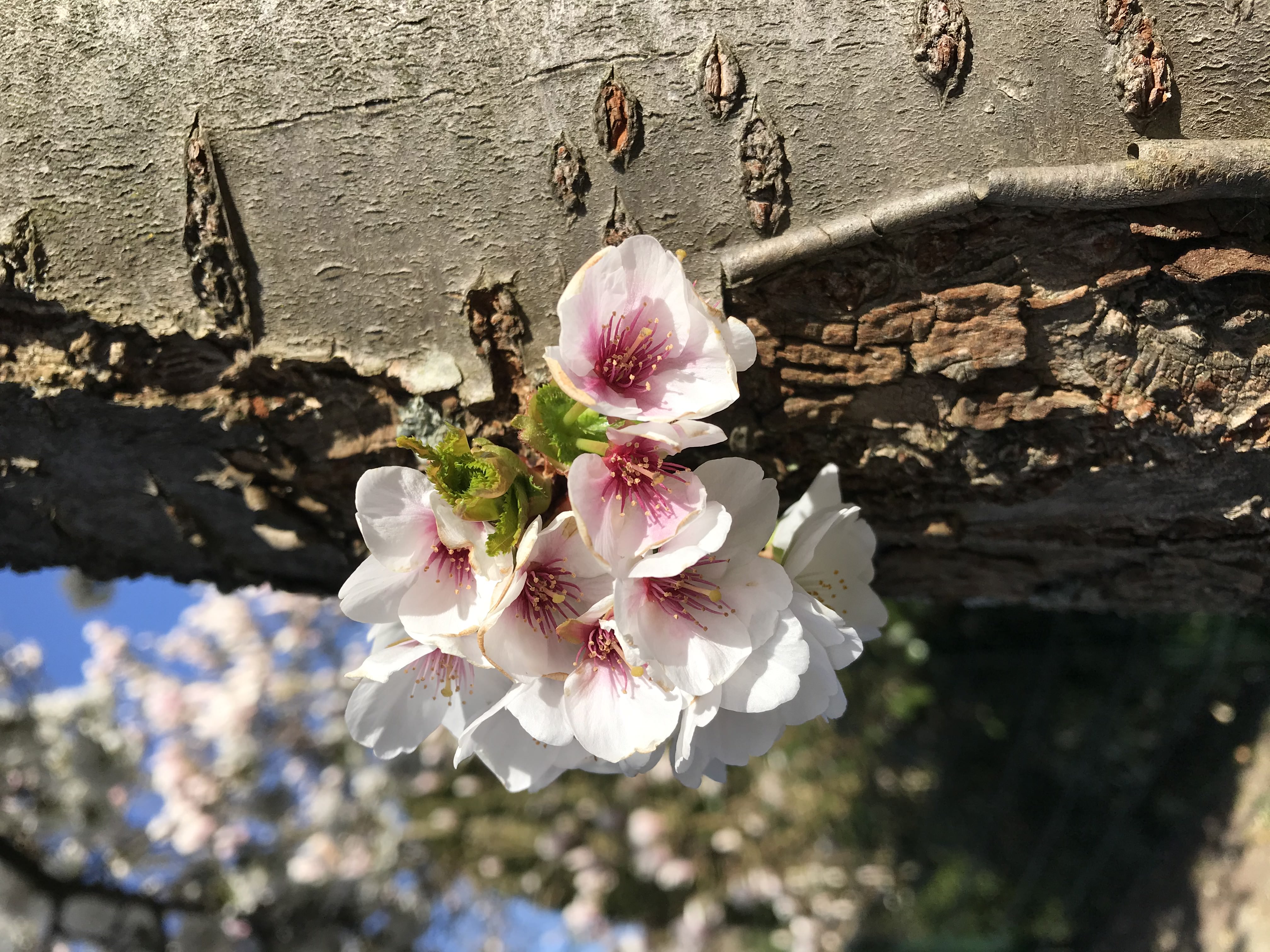 Tree with small flowers