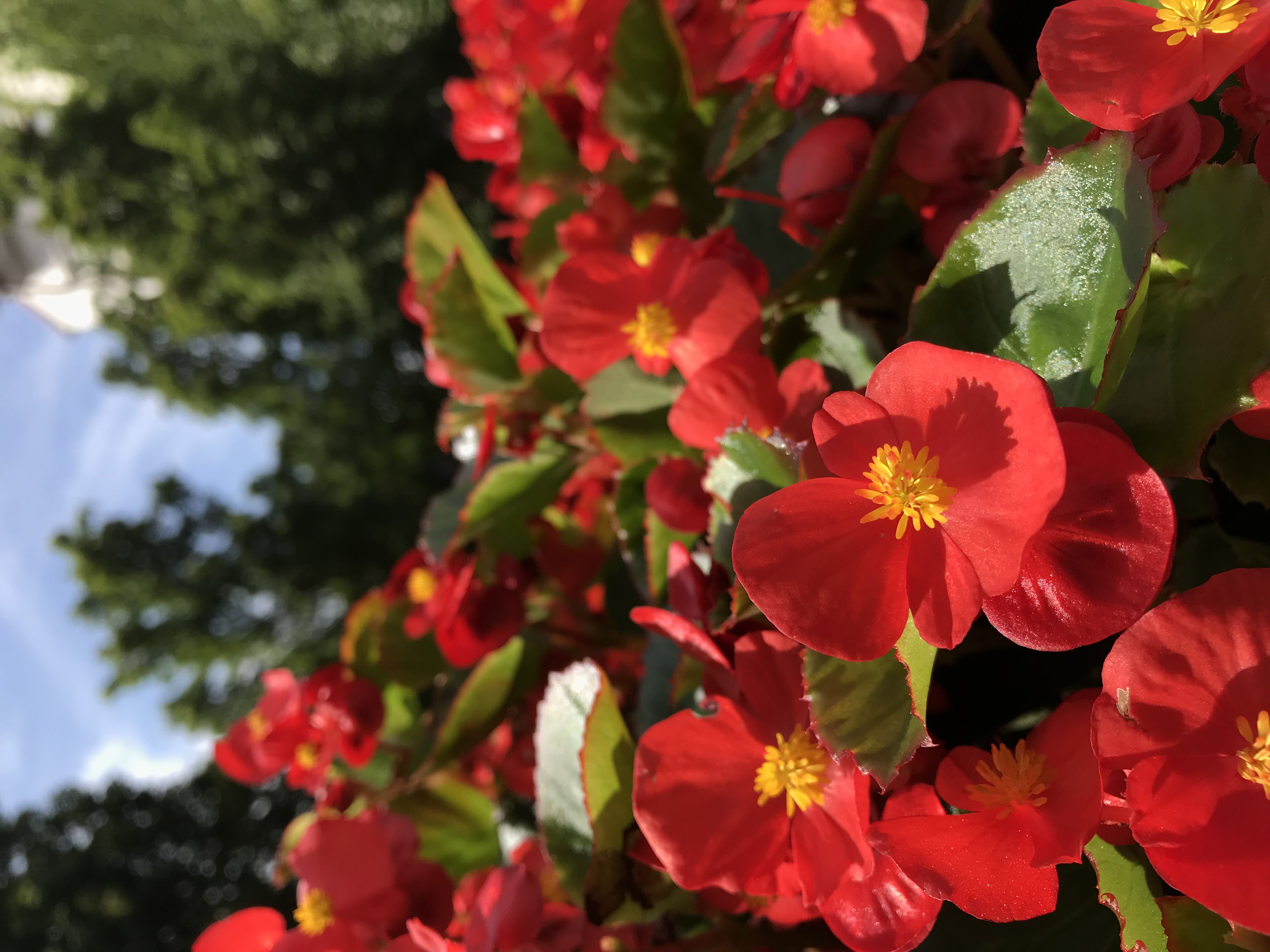 Small red flowers