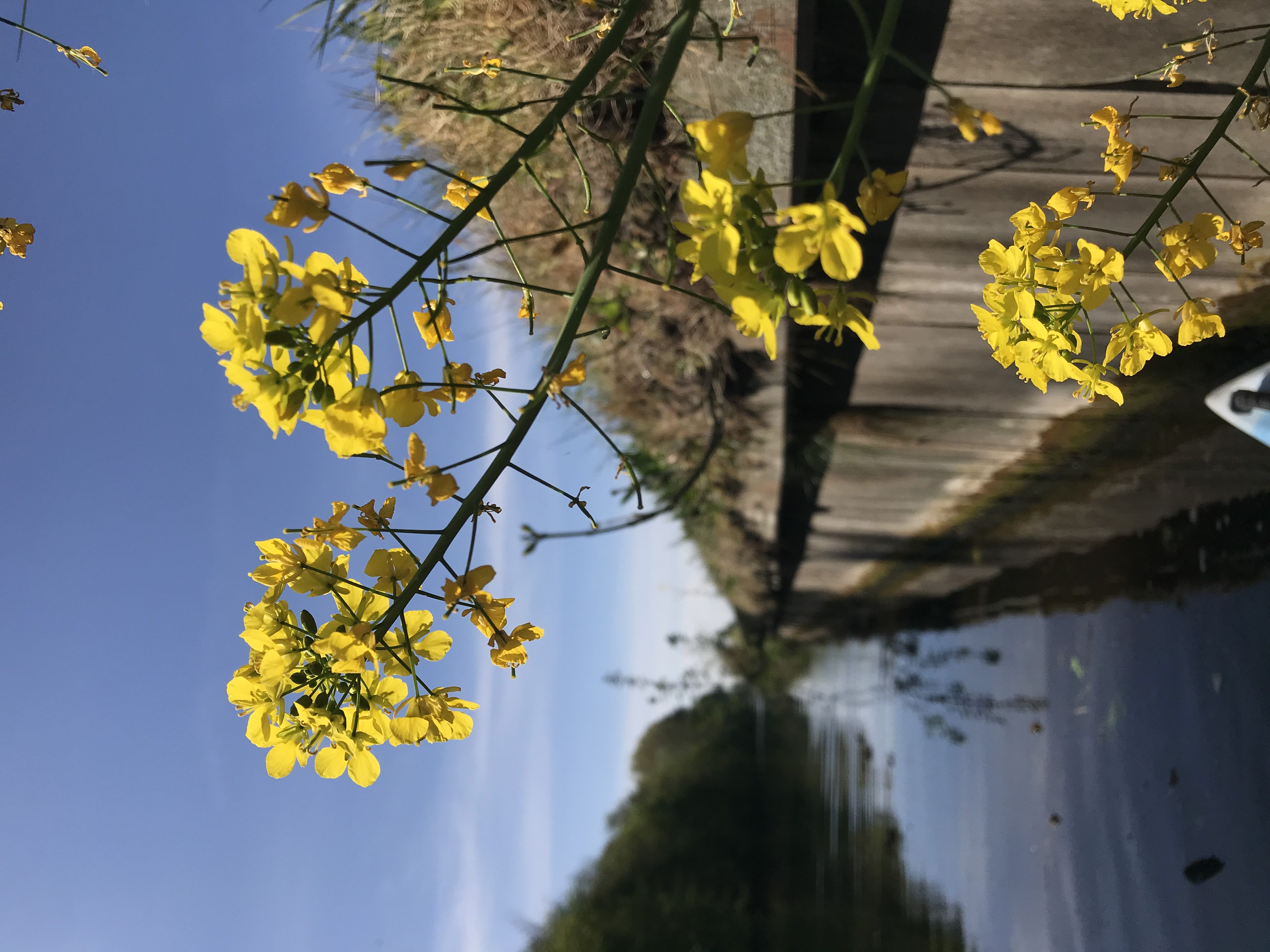 Yellow flowers above water