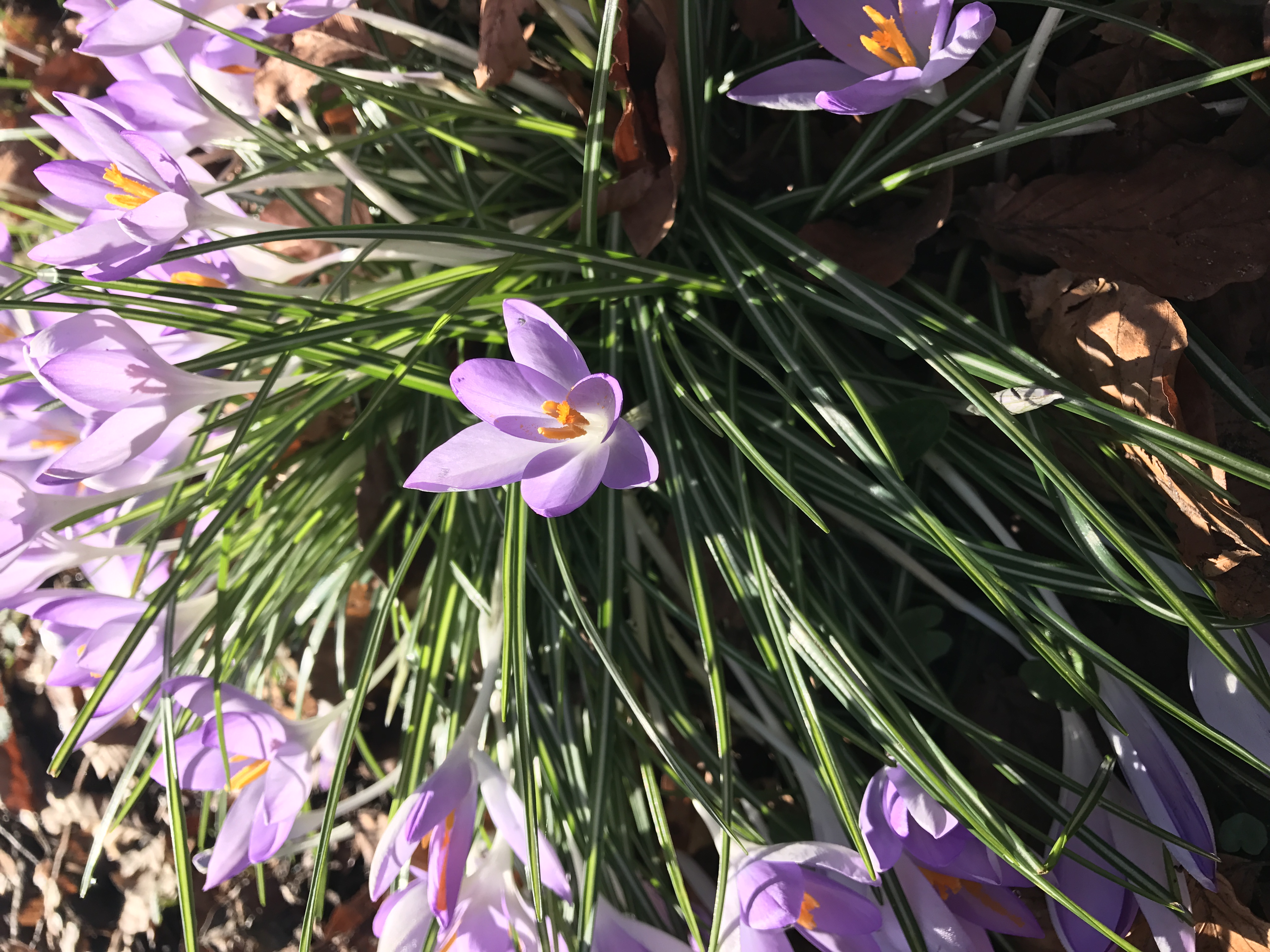 purple flower in grass